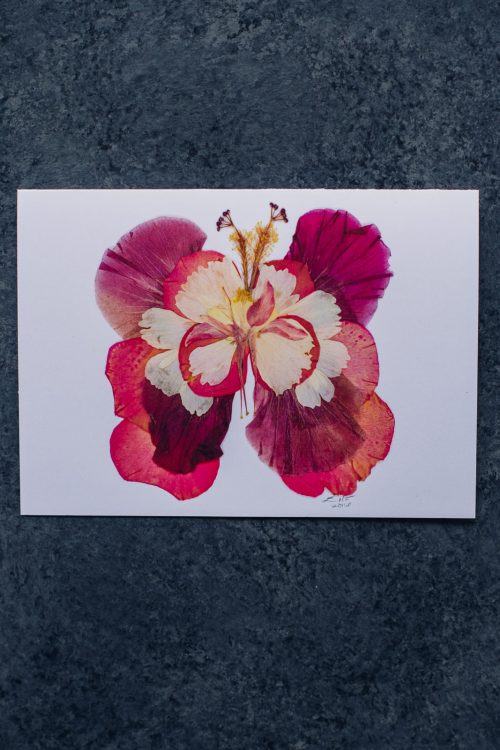 Pink Hibiscus Butterfly Greeting Card