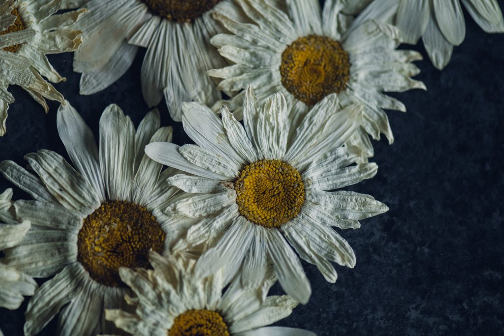 wild-blossoms-dried-flowers-web-15 copy