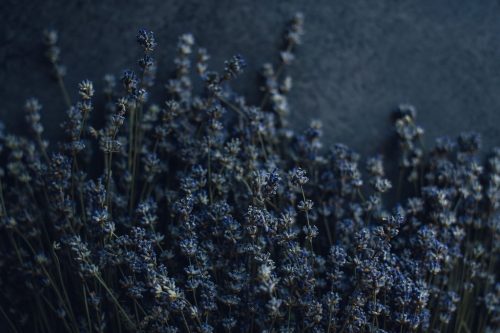 large bunch lavender laying on a dark background