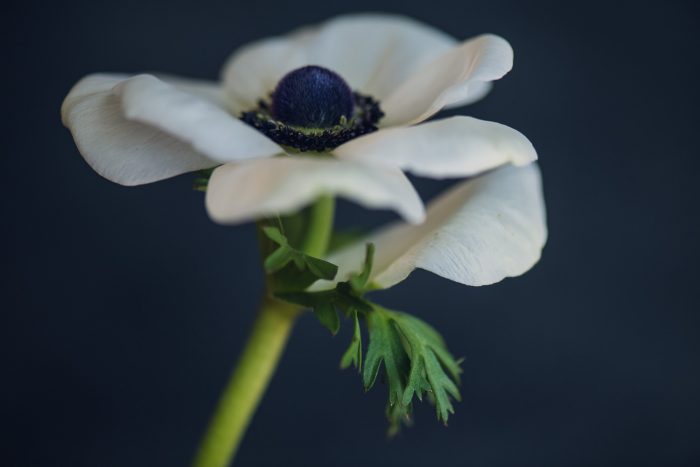 Side view of a single white anemone with a small green leaf