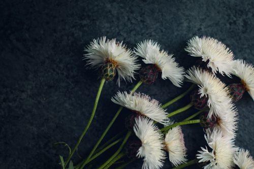 bunch of white thistles laid on a dark background