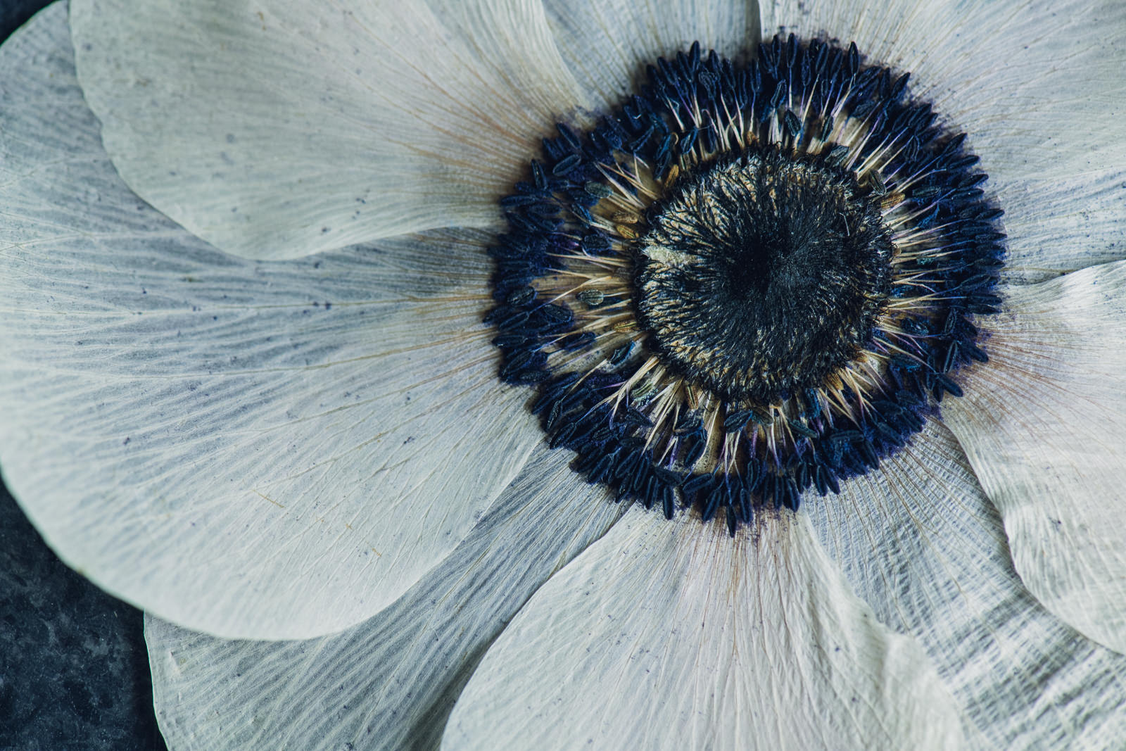 up close view of a pressed anemone flower with deep blue center
