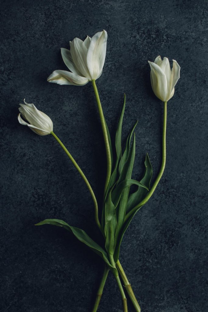 white tulip trio
