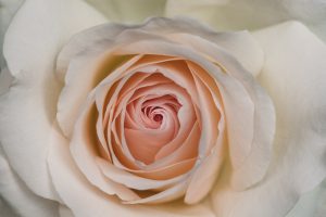 up close detail of a pale peach rose