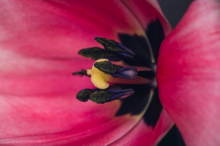 side view of the center of a bright pink tulip