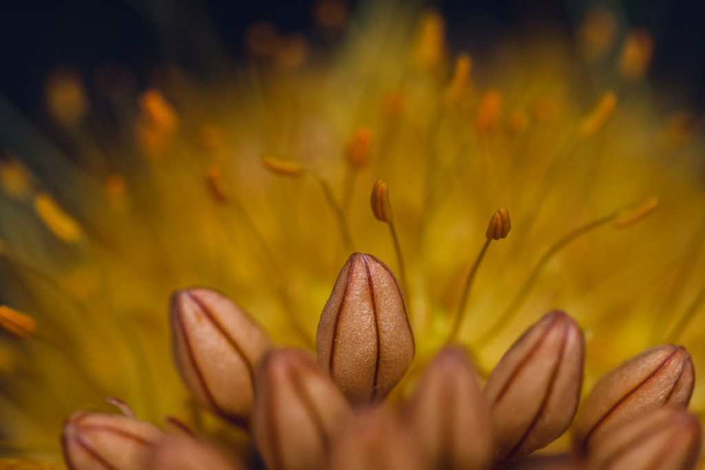 petals of a yellow foxtail lily