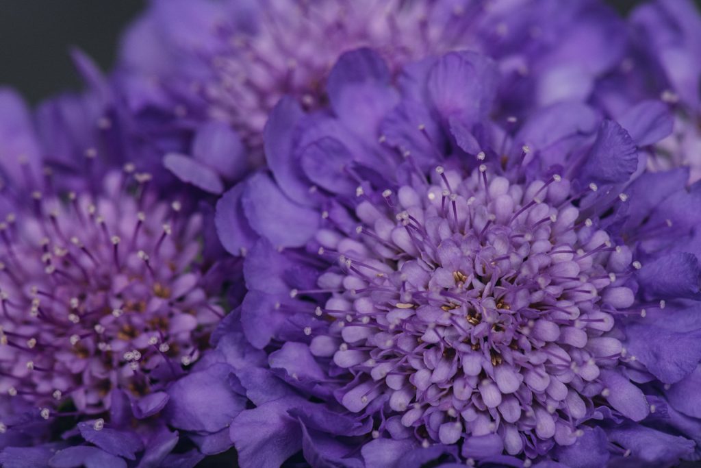 large purple scabiosa flowers