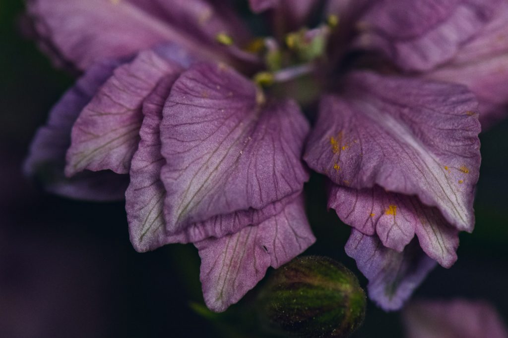 dusty purple petals of delphinium flower