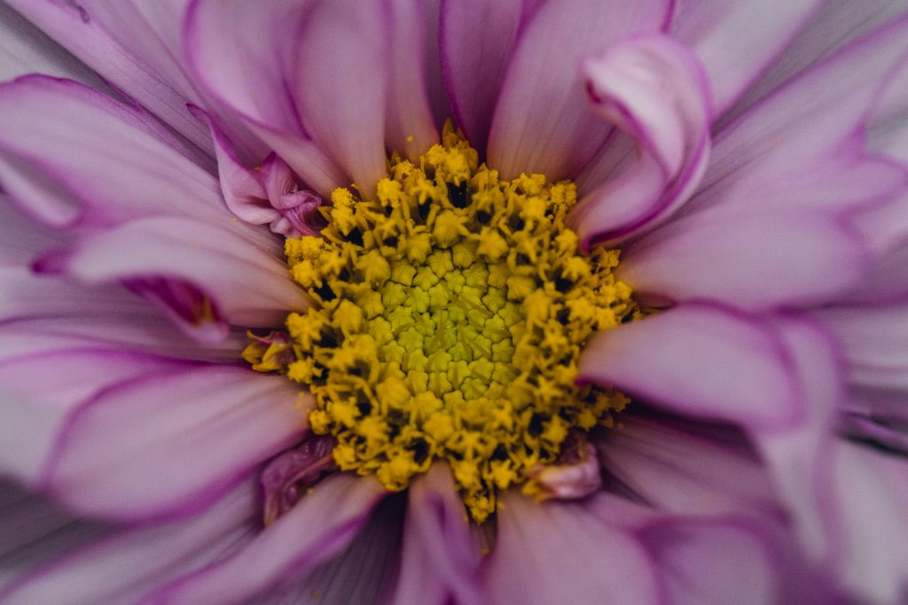 macro detail of a pink flower with yellow center