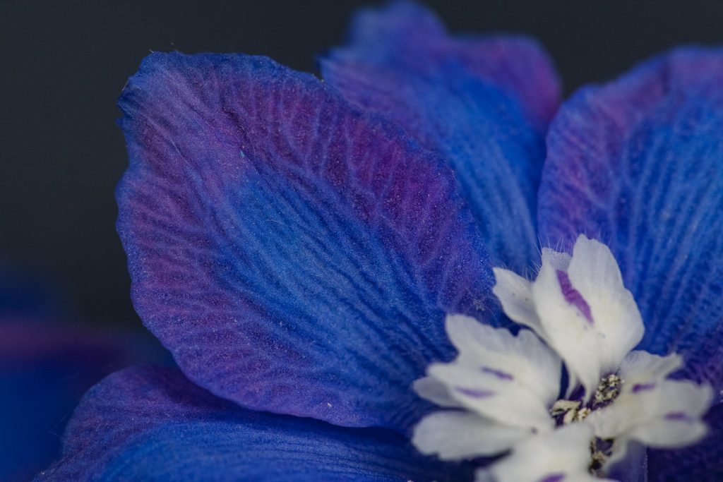 blue and purple umbre on a delphinium petal