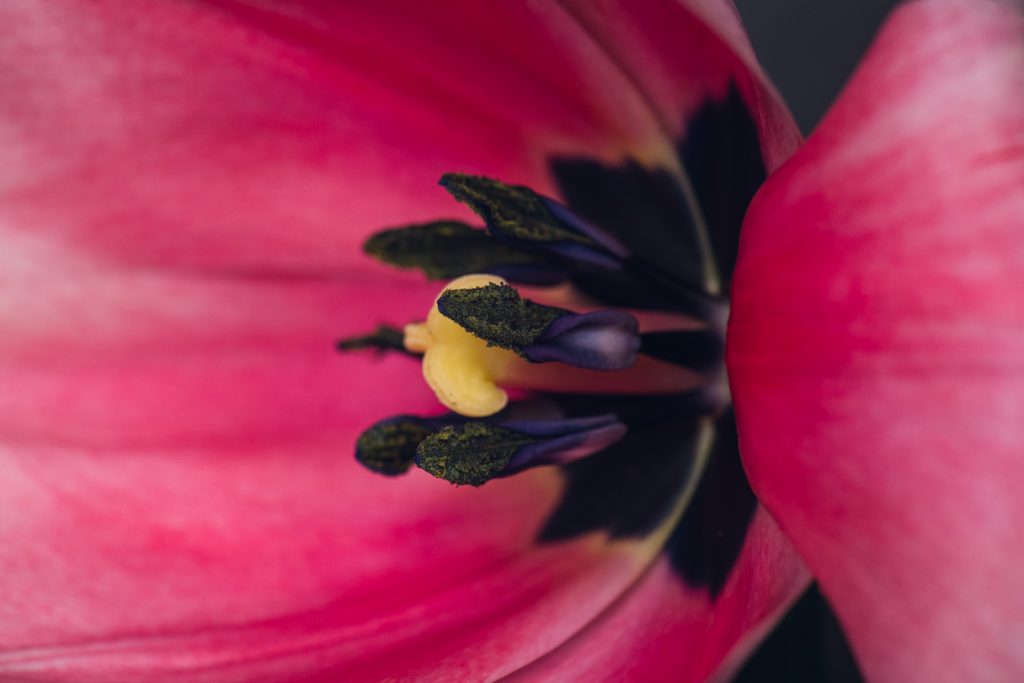 center of a magenta tulip