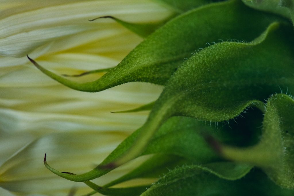 yellow petals of a sunflower with green leaves