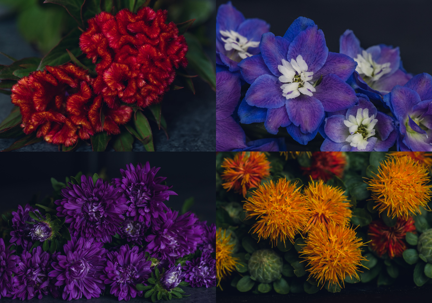 red celosia, purple china aster, orange safflower, purple delphinium creating a jewel tone color palette with very peri