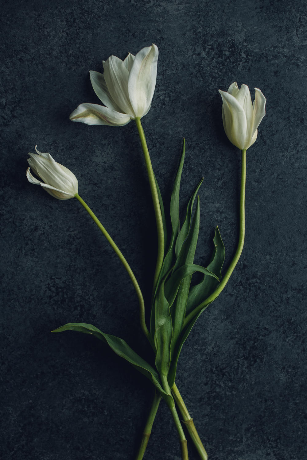 trio of white tulips