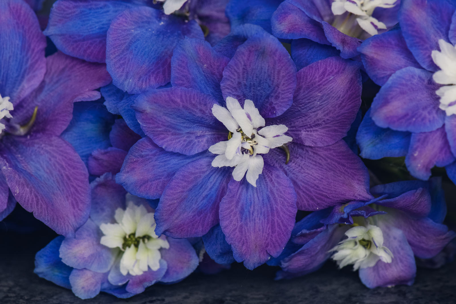 purple and blue delphinium