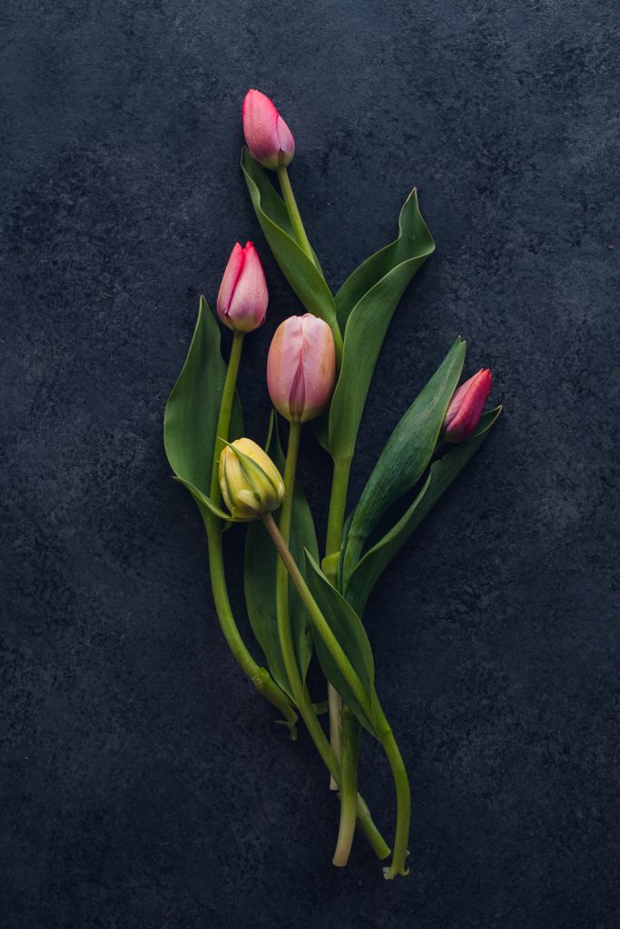 pink and yellow tulips