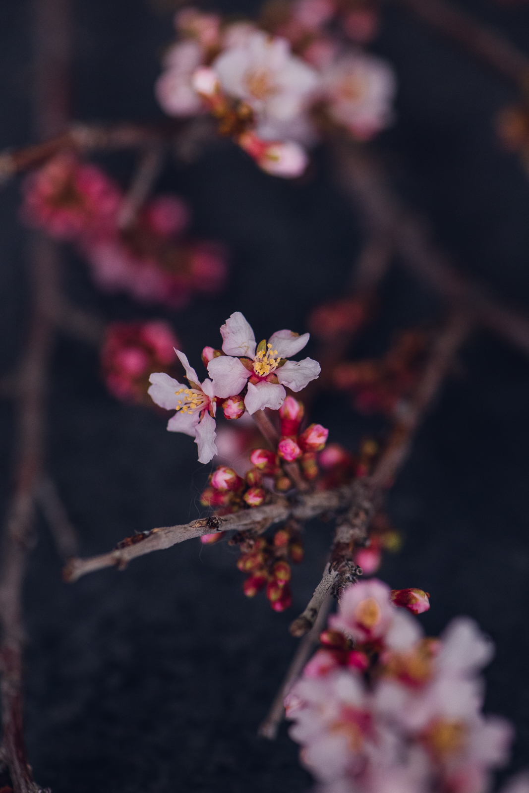 macro image of cherry blossom branch with pink flowers