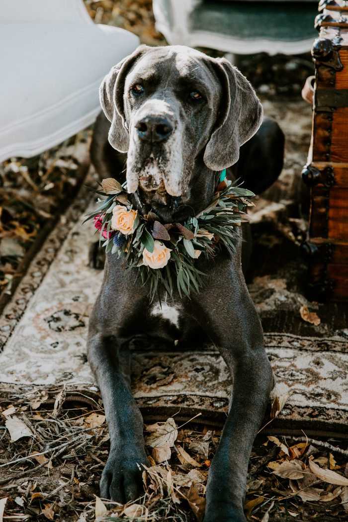 great dane wearing a floral collar during colorado wedding