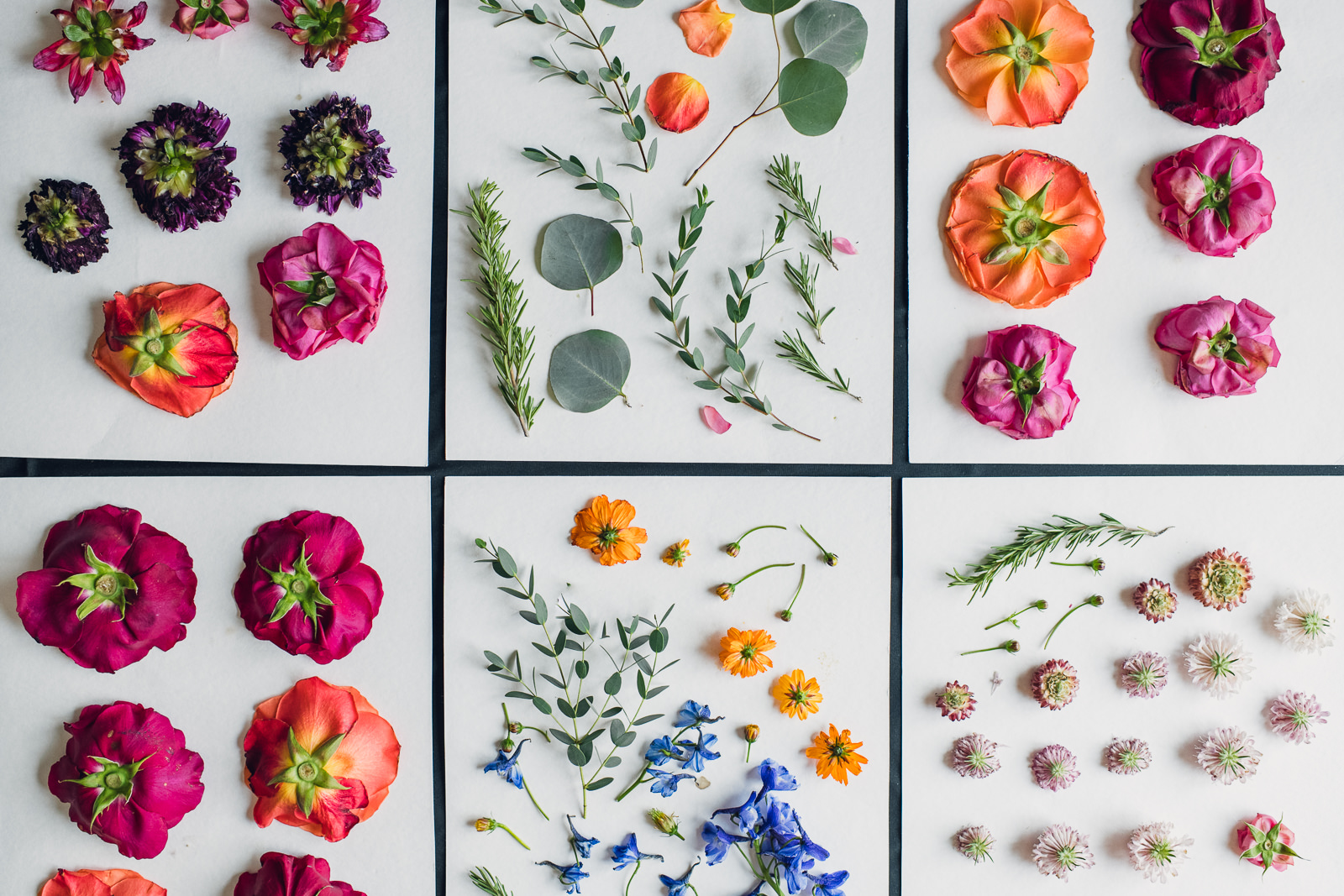 colorful flowers laid out ready to press for bouquet preservation