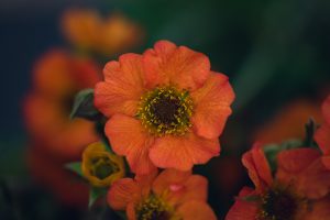 small orange colorado flower