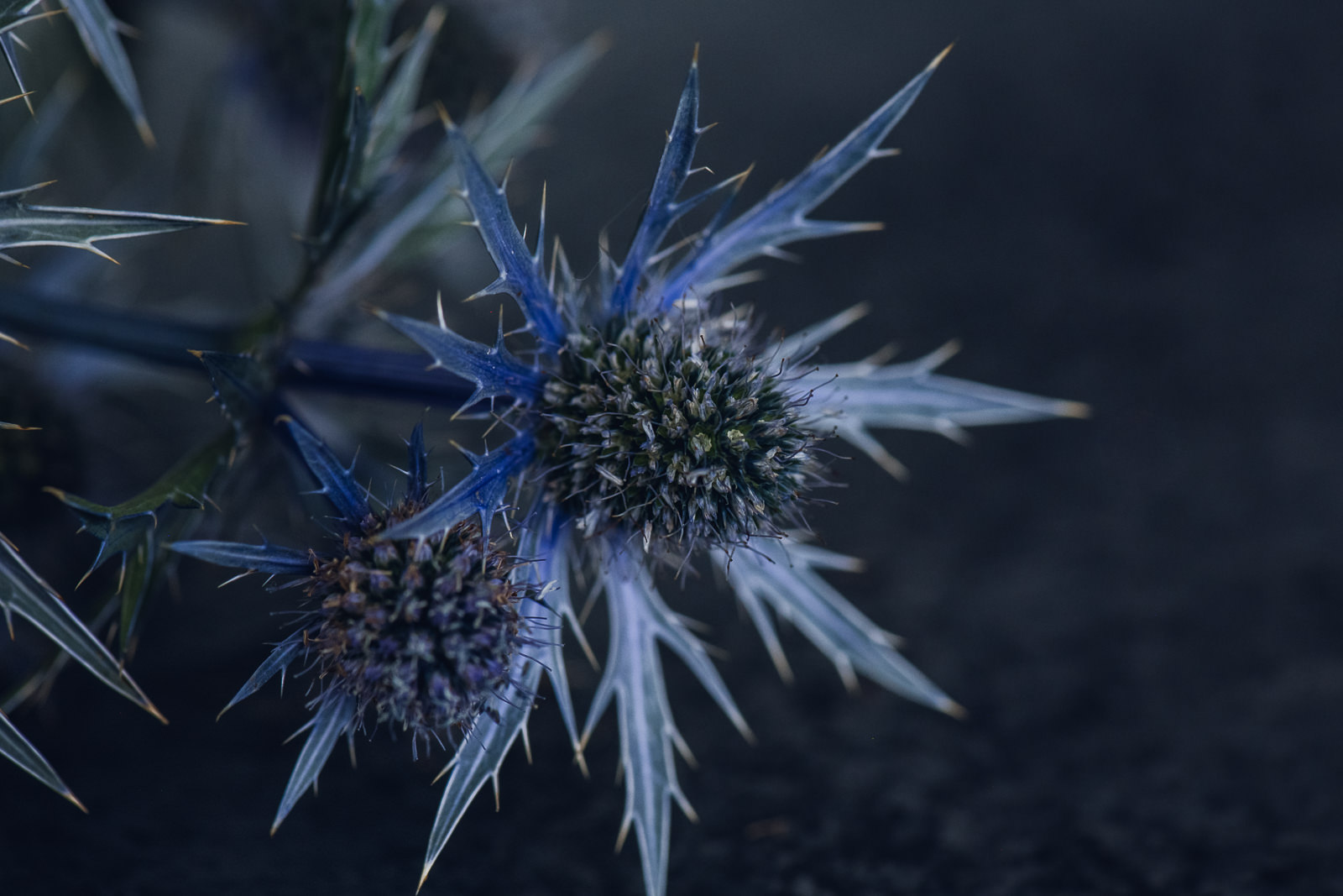 thistle eryngium blue flowers