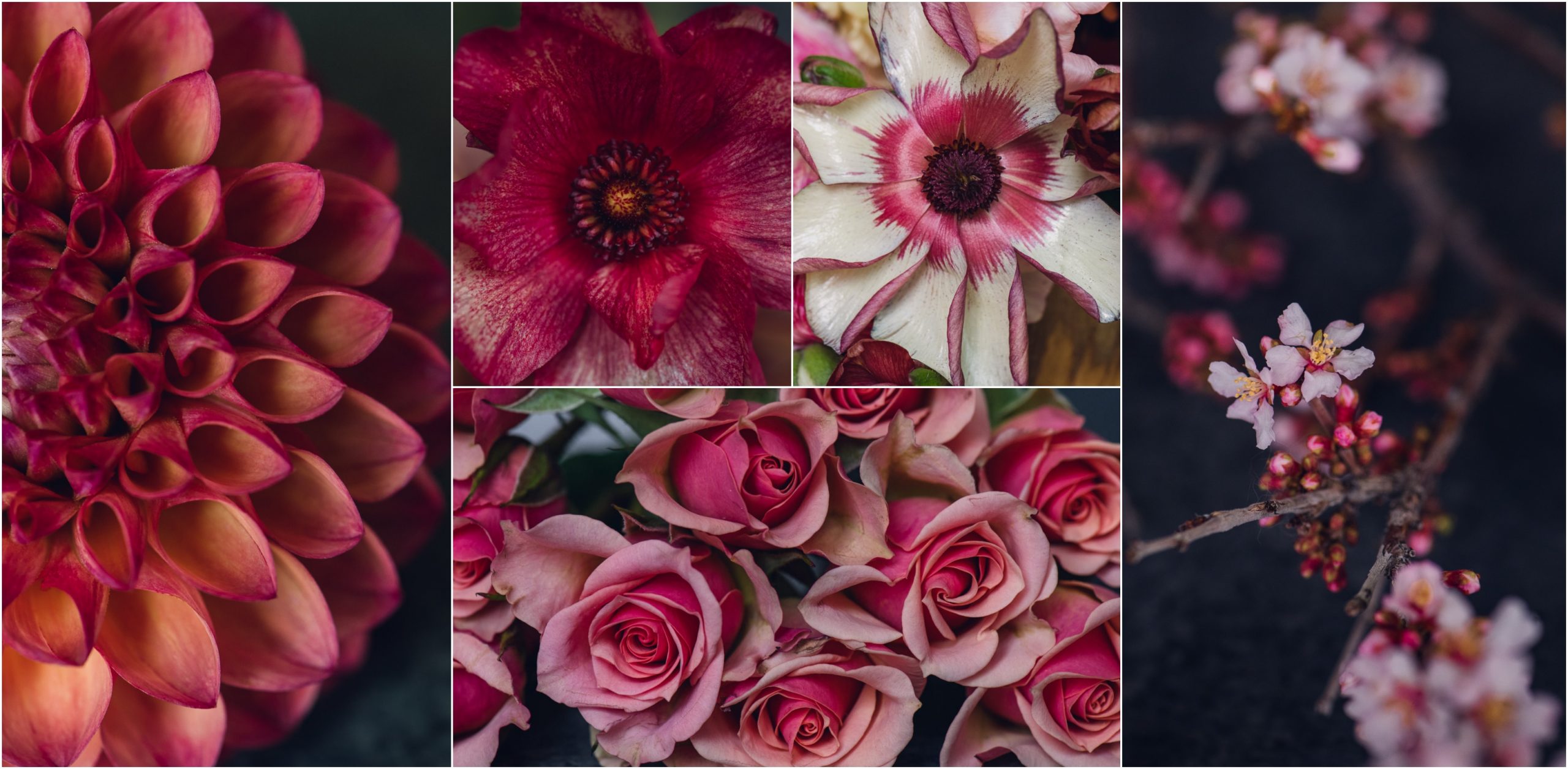 viva magenta colorado flower collage