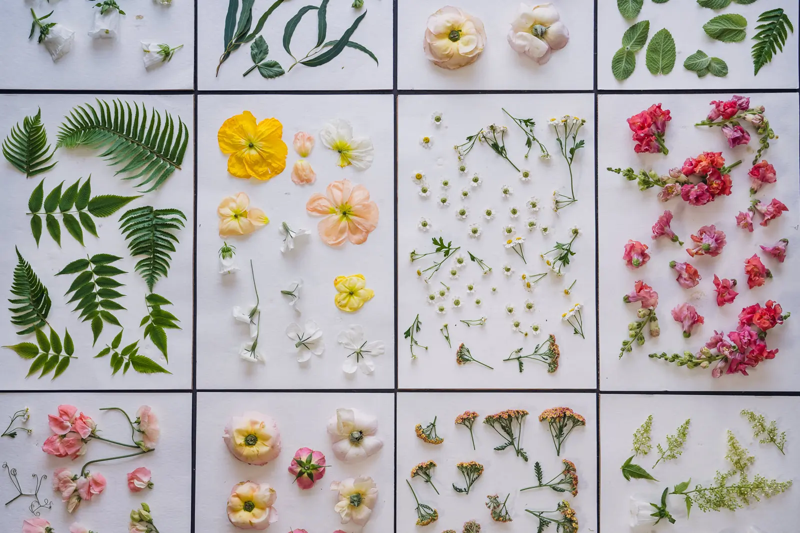 Colorful flowers spread out over paper and ready for pressed flower bouquet preservation