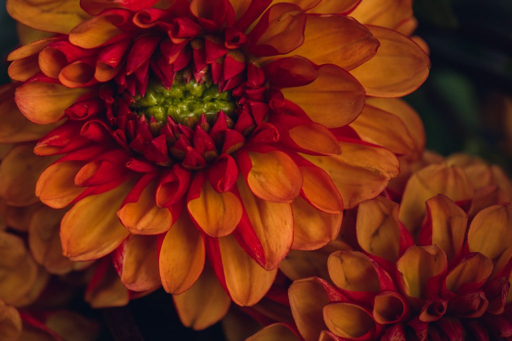 orange and red dahlia