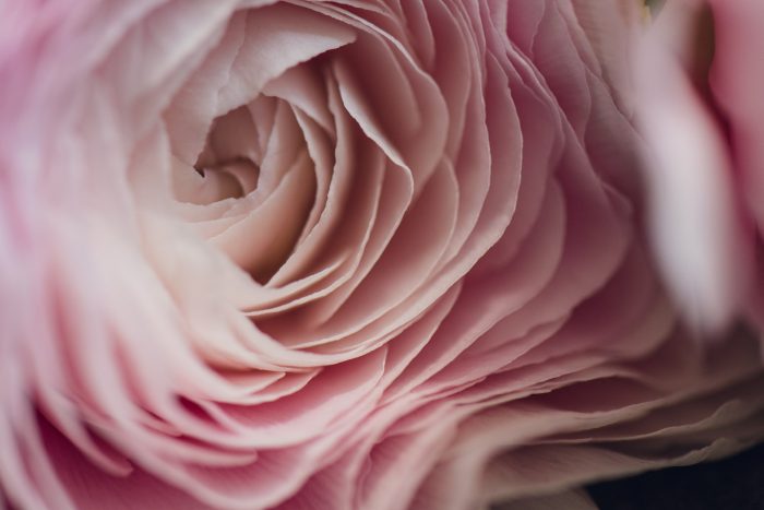 Light Pink Ranunculus Floral Print