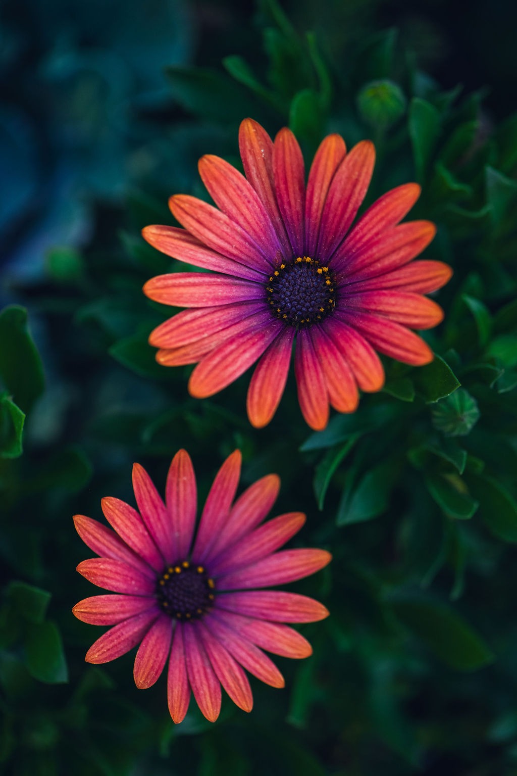 Floral Print - Biltmore-Day-Recull-2022-45