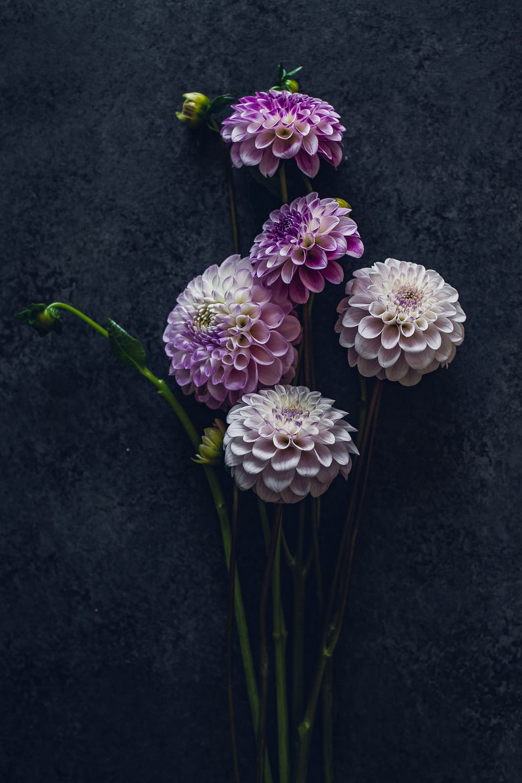 Floral Print - Colorado-Autumn-Wild-Blossoms-Final-6698