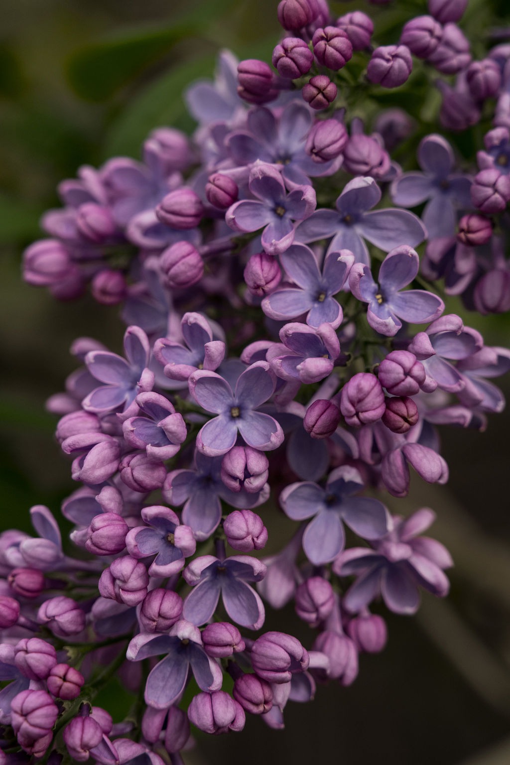 Floral Print - London-Day-1-Kensington-94