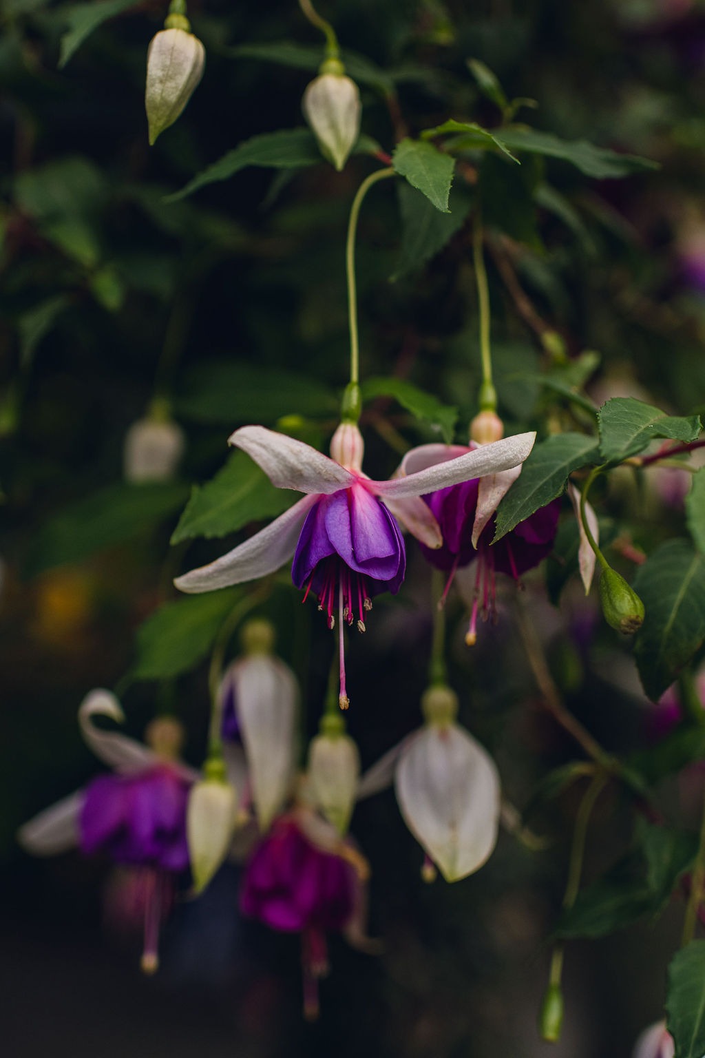 Floral Print - Seattle-Victoria-Butchart-Gardens-54